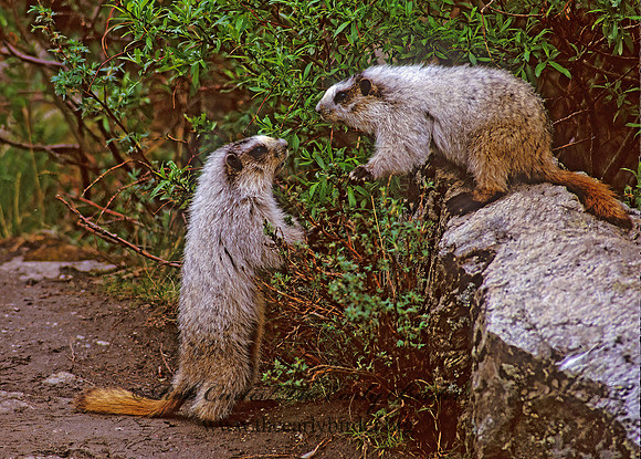 Marmota calligata  HOARY MARMOT 234711z