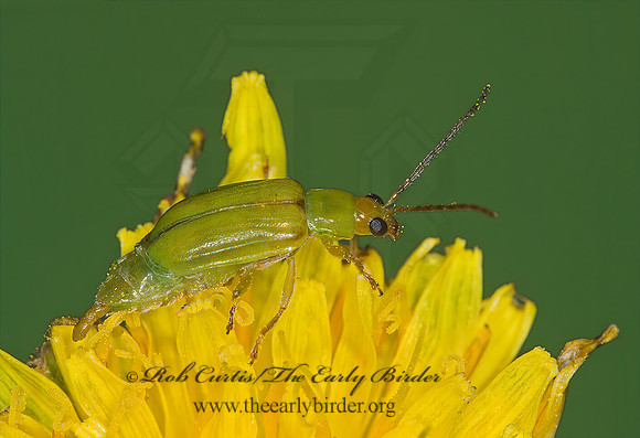 Diabrotica barberi NORTHERN CORN ROOTWORM  BEETLE 6013873z