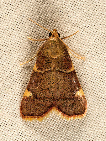 Hypsopygia�olinalis  YELLOW-FRINGED DOLICOMIA 9051978z