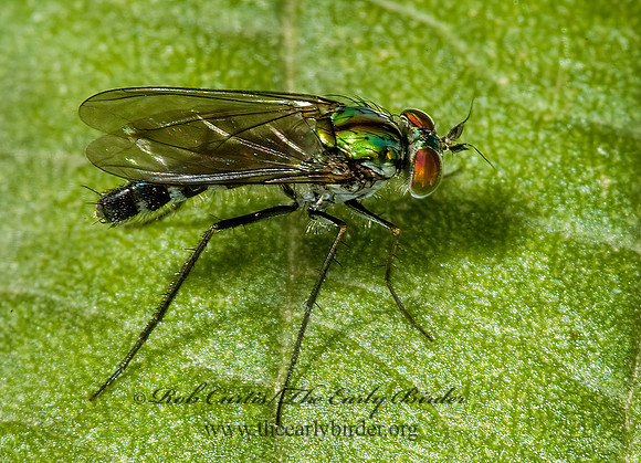 Plagioneurus univittatus  LONGLEGGED FLY 5015779z