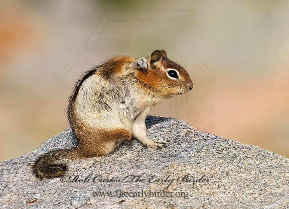 Callospermophilus lateralis  GOLDEN MANTLED SQUIRREL 6027390z