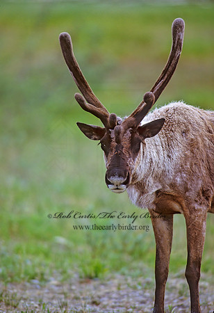 Rangifer tarandus  CARIBOU 235902z