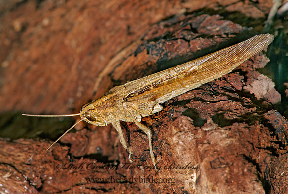 Schistocerca nitens BIRD GRASSHOPPER  198002z