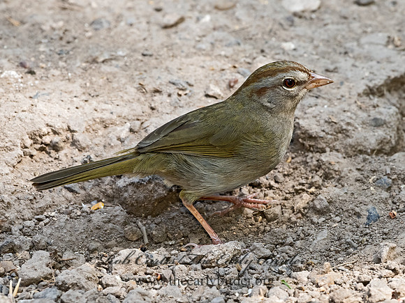 Arremonops rufvirgatus  OLIVE SPARROW 3031445z