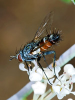 Aphria ocypterata TACHINID FLY 7010321z