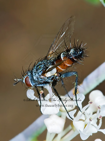 Aphria ocypterata  TACHINID FLY 7010321z