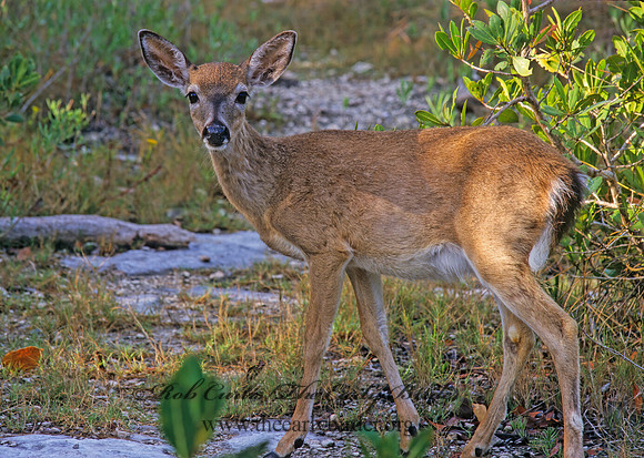 Odocoileus virginianus clavium  KEY DEER 249532z