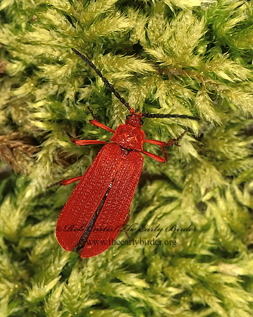 Dictyoptera hamatus 151706z
