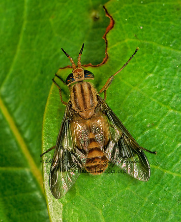 Chrysops hinei  DEER FLY 285334~!z