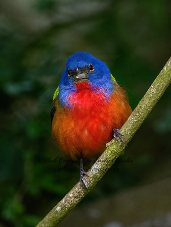 Passerina ciris  PAINTED BUNTING 3030453z