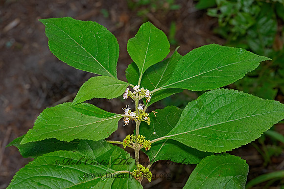 Callicarpa americana  AMERICAN BEAUTYBERRY 3041310-z