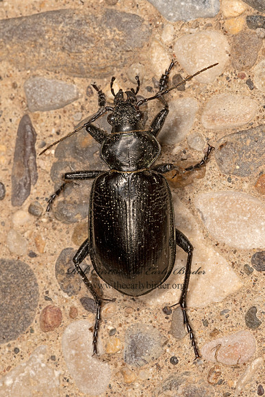 Calosoma marginale  MARGINED GROUND BEETLE 3036278z