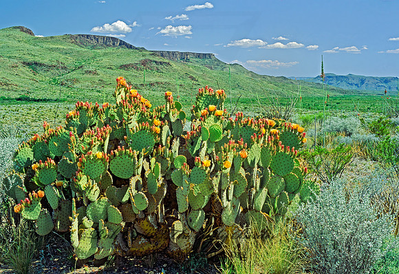 CHIHUAHUAN DESERT 71519z