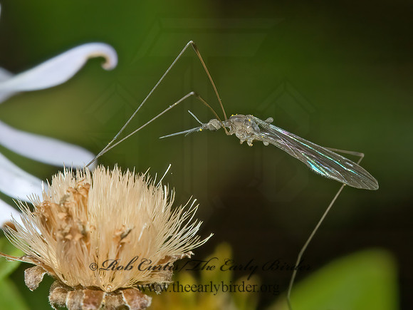 Geranomyia  LIMONIID CRANE FLY 5003071z