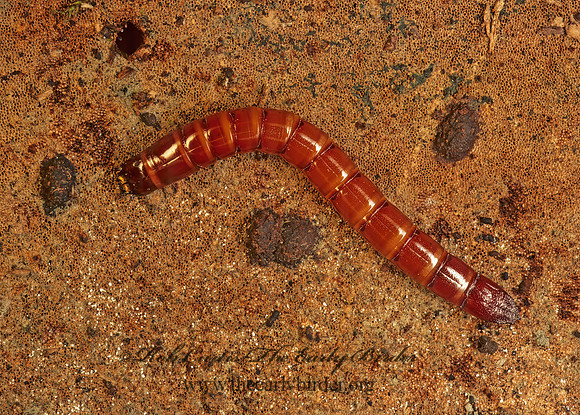 Elateridae 179510z