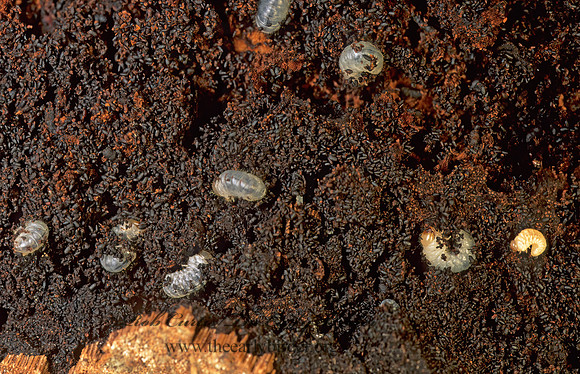 Bolitotherus cornutus  FORKED FUNGUS BEETLE 179520z