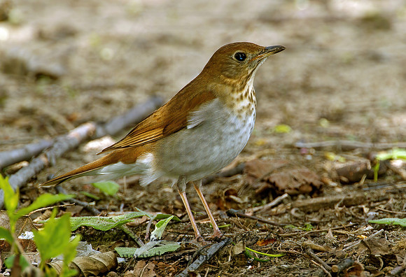 Catharus fuscescens  VEERY 4000226z