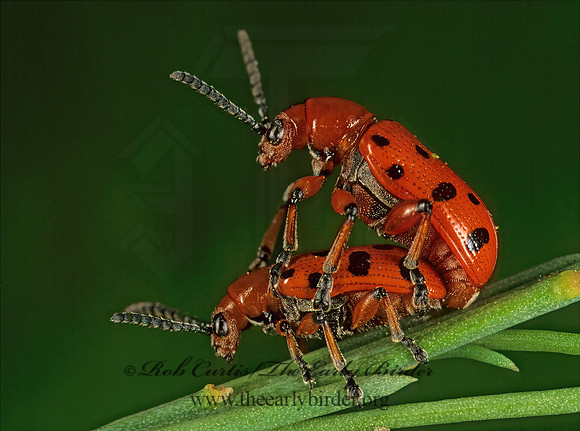 Crioceris duodecimpuntata SPOTTED ASPARAGUS BEETLE  291134z