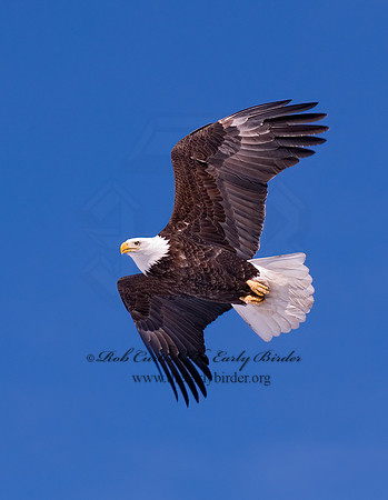 Haliaeetus leucocephalus  BALD EAGLE 6020245z