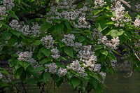 Catalpa speciosa NORTHERN CATALPA 9089554z