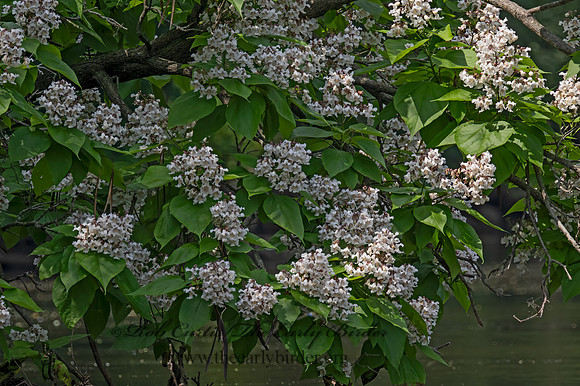 Catalpa speciosa NORTHERN CATALPA 9089554z