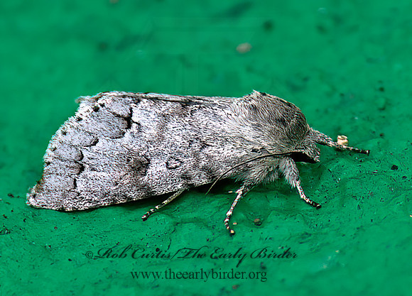 Acronicta tp1  DAGGER MOTH 8034697z