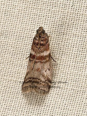 Sciota uvinella  SWEETGUM LEAFROLLER MOTH 9048163z