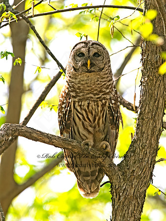 Strix varia  BARRED OWL 9068416z