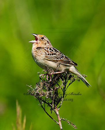 Ammodramus savannarum  GRASSHOPPER SPARROW 3008496z