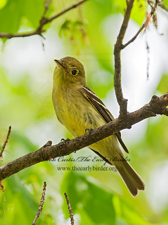 Empidonax flaviventris  YELLOW-BELLIED FLYCATCHER 8031110z
