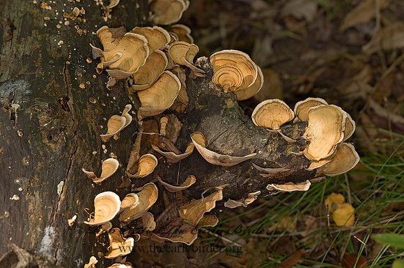 Stereum ostrea  FALSE TURKEYTAIL 9042051z