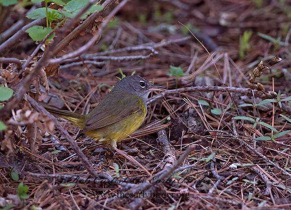 Geothlypis tolmiei  MACGILLIVRAY'S WARBLER 9058597z