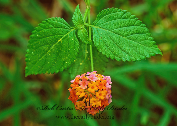 Lantana horrida  TEXAS LANTANA 193204z