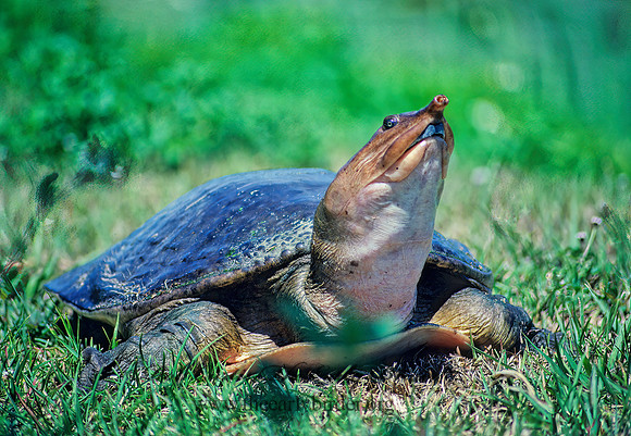 Apalone ferox  FLORIDA SOFTSHELL TURTLE 19021.1 z