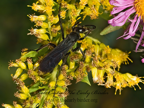 Anoplius lepidus atramentarius 5016141z