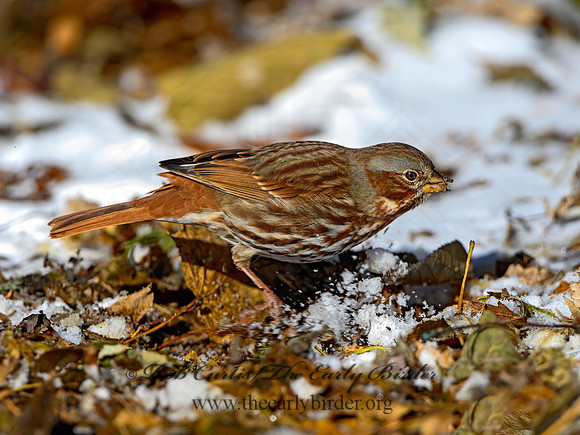 Passerella iliaca  FOX SPARROW 1308551z