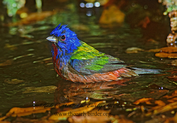 Passerina ciris  PAINTED BUNTING 192136z
