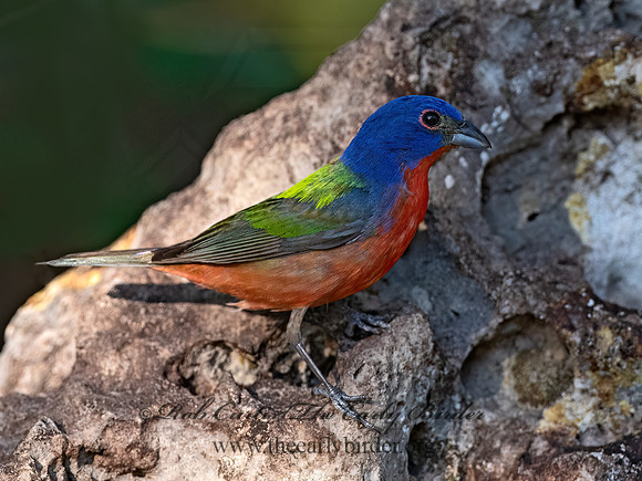 Passerina ciris  PAINTED BUNTING 3040919z