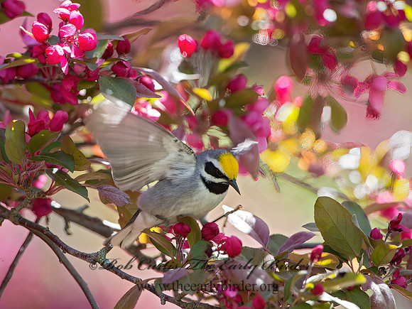 Vermivora chyrsoptera  GOLDEN-WINGED WARBLER 9029986z