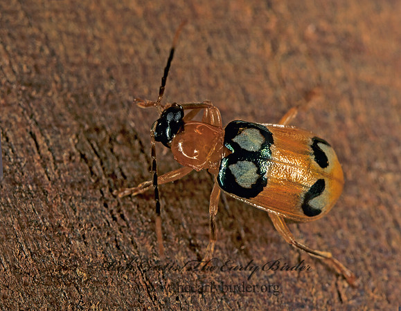 Diabrotica nummularis 194228z