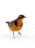 Ixoreus naevius VARIED THRUSH 9007206z