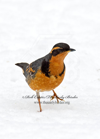 Ixoreus naevius  VARIED THRUSH 9007206z