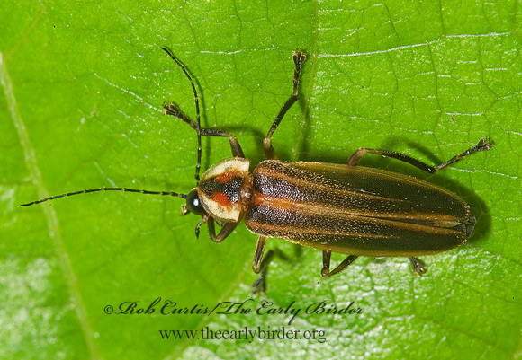 Photuris 8004738z