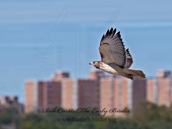 Buteo jamaicensis RED-TAILED HAWK 6041544z