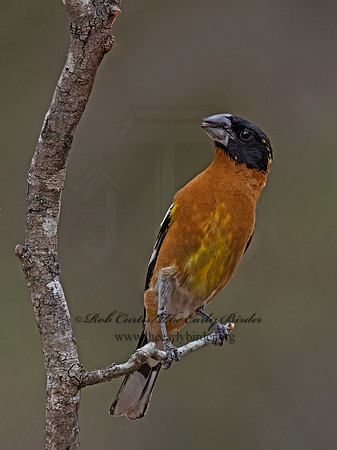 Pheucticus melanocephalus  BLACK-HEADED GROSBEAK 3037698z