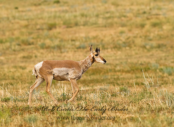 Antilocapra americana  PRONGHORN 6027886z