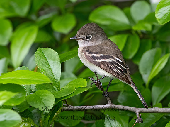 Empidonax minimus  LEAST FLYCATCHER1302963z
