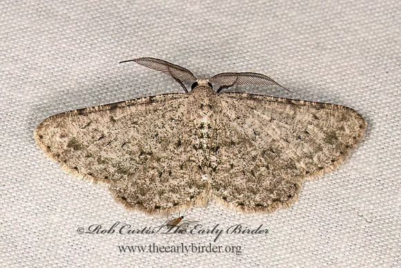 Glena cribrataria DOTTED GRAY 3035377z