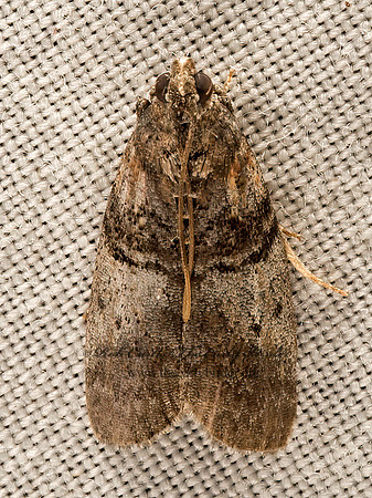 Phycitini  PYRALID MOTH 9050360z