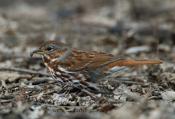 Passerella iliaca  FOX SPARROW 6001956z